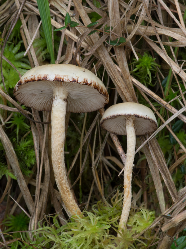 Pholiota henningsii